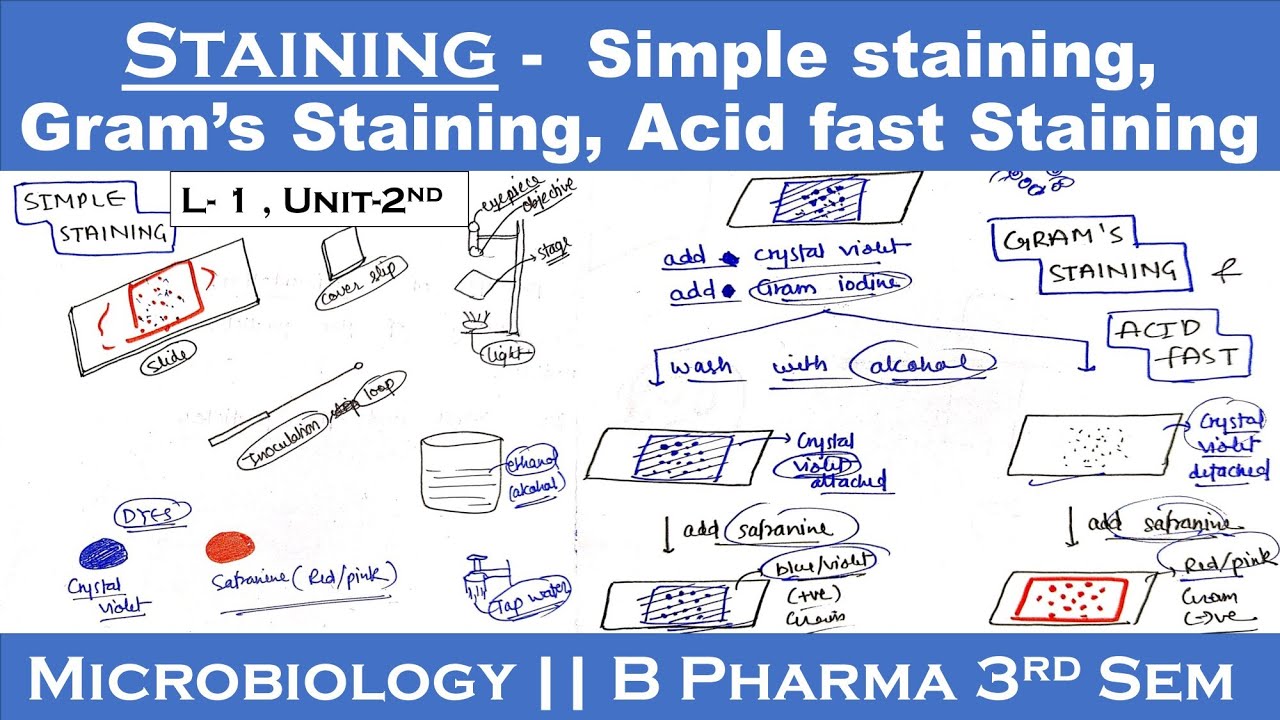 Staining techniques in microbiology || Simple staining || Gram 's staining || Acid fast staining U-2