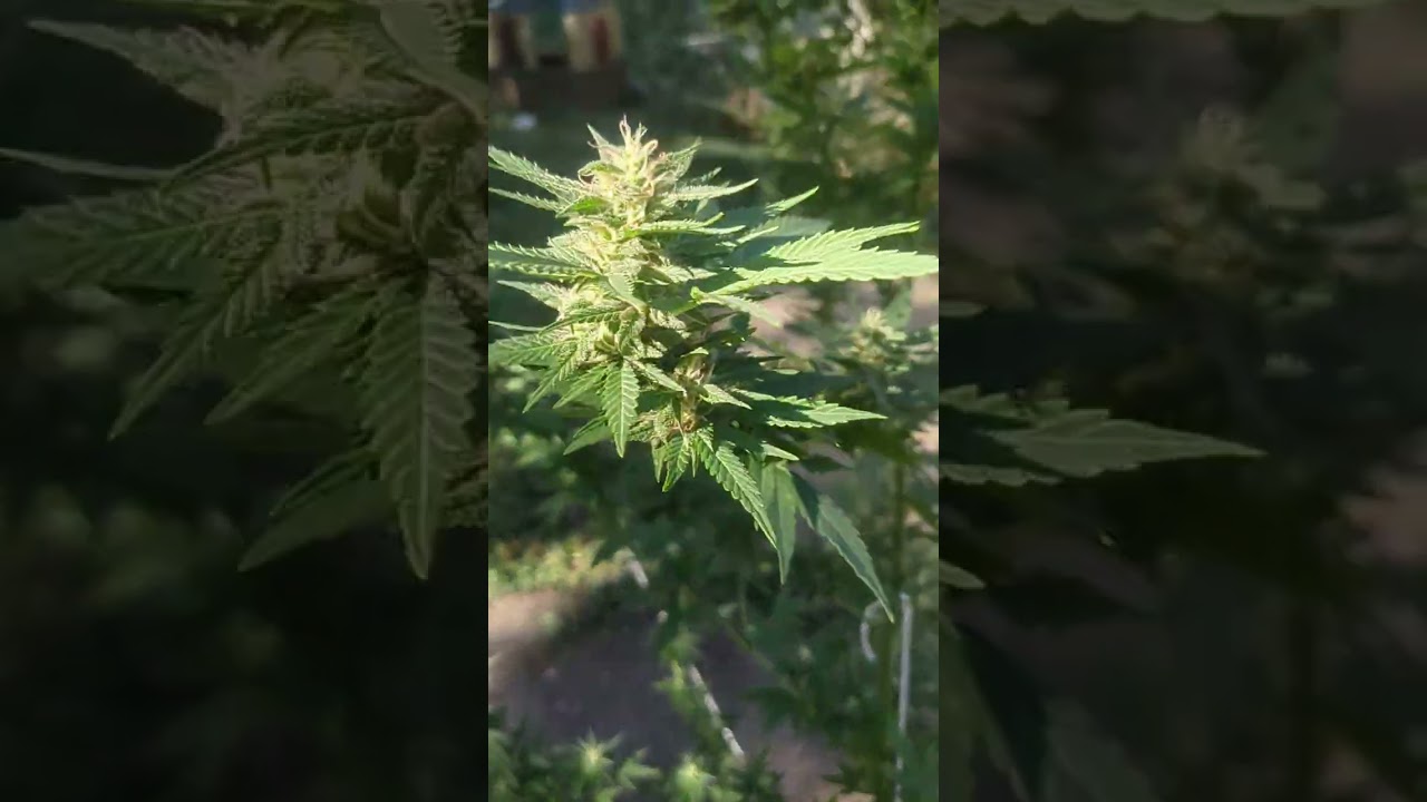 Colombian Gold - Landrace