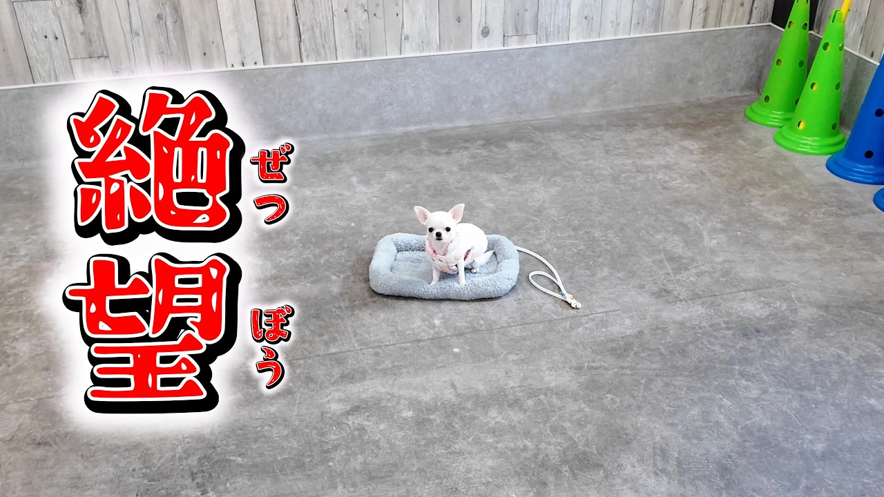 今回も室内ドッグランで地蔵化してしまった極小チワワさん・・・