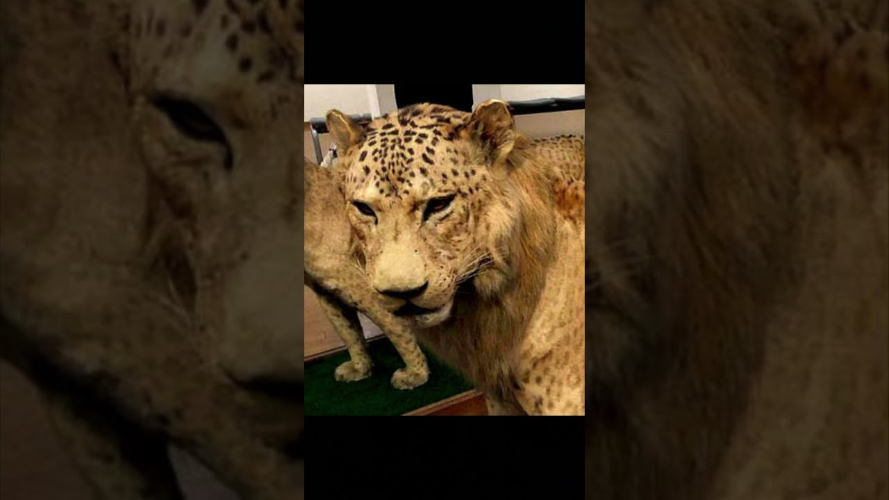 The BIG Cat Episode : 3 | LEOPON |  Lion X Leopard |