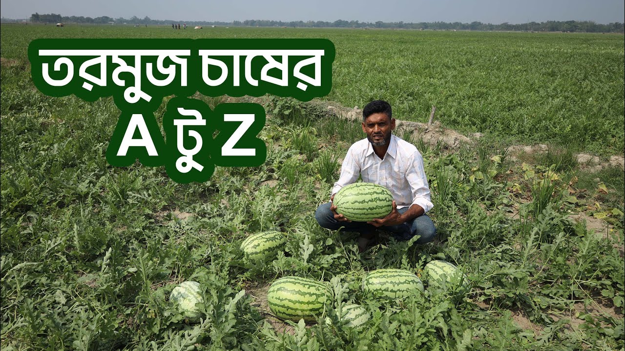 তরমুজ চাষের A টু Z #everyone #agriculture #followers #watermelon