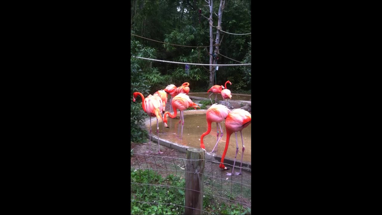 A Flamingo's Noise