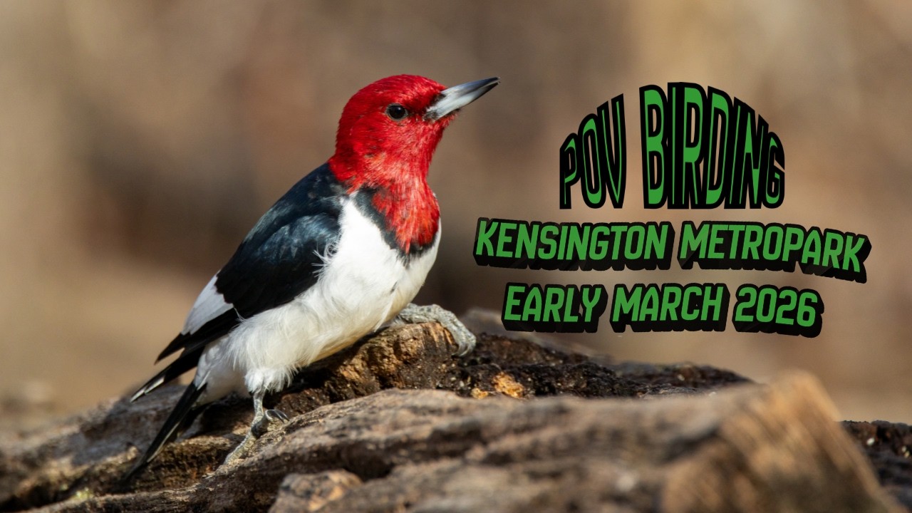 Kensington Metropark Birding POV | Bald Eagle & Red-Headed Woodpecker