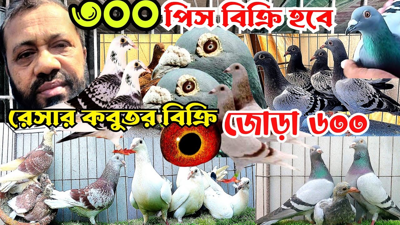 ৬০০ টাকা জোড়া রেসার কবুতর বাচ্চা কিনুন, পানির দামে রেসার কবুতর বিক্রি হবে, Krishi khobor tv, pigeons