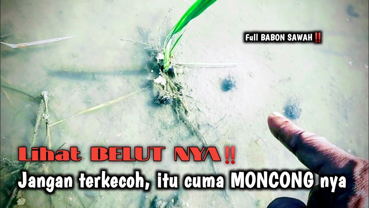GIMANA GAK BETAH‼️ TIAP MANCING SELALU DAPAT BELUT BABON SAWAH 