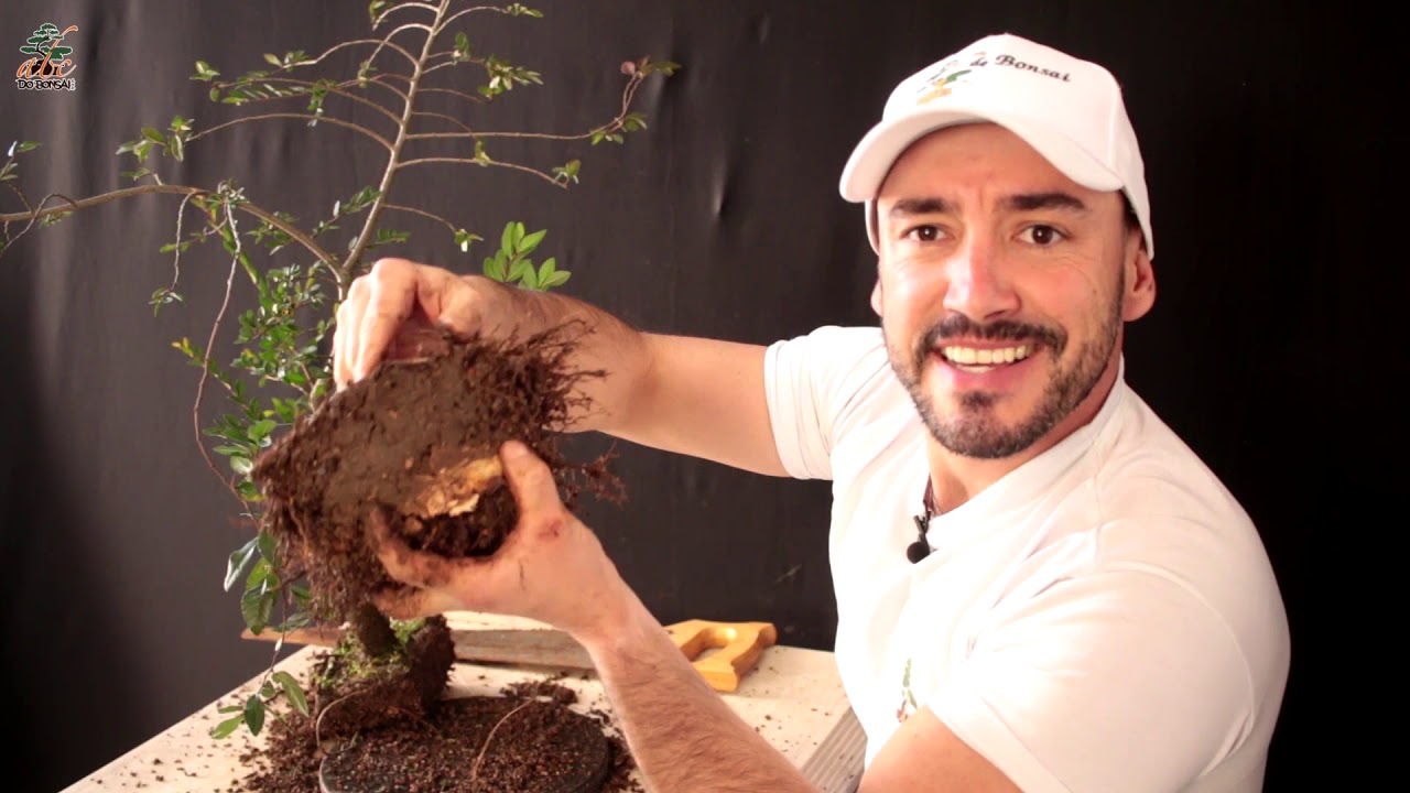 BONSAI AVANÇADO | TECNICA CRESCE E CORTA | PARTE 3