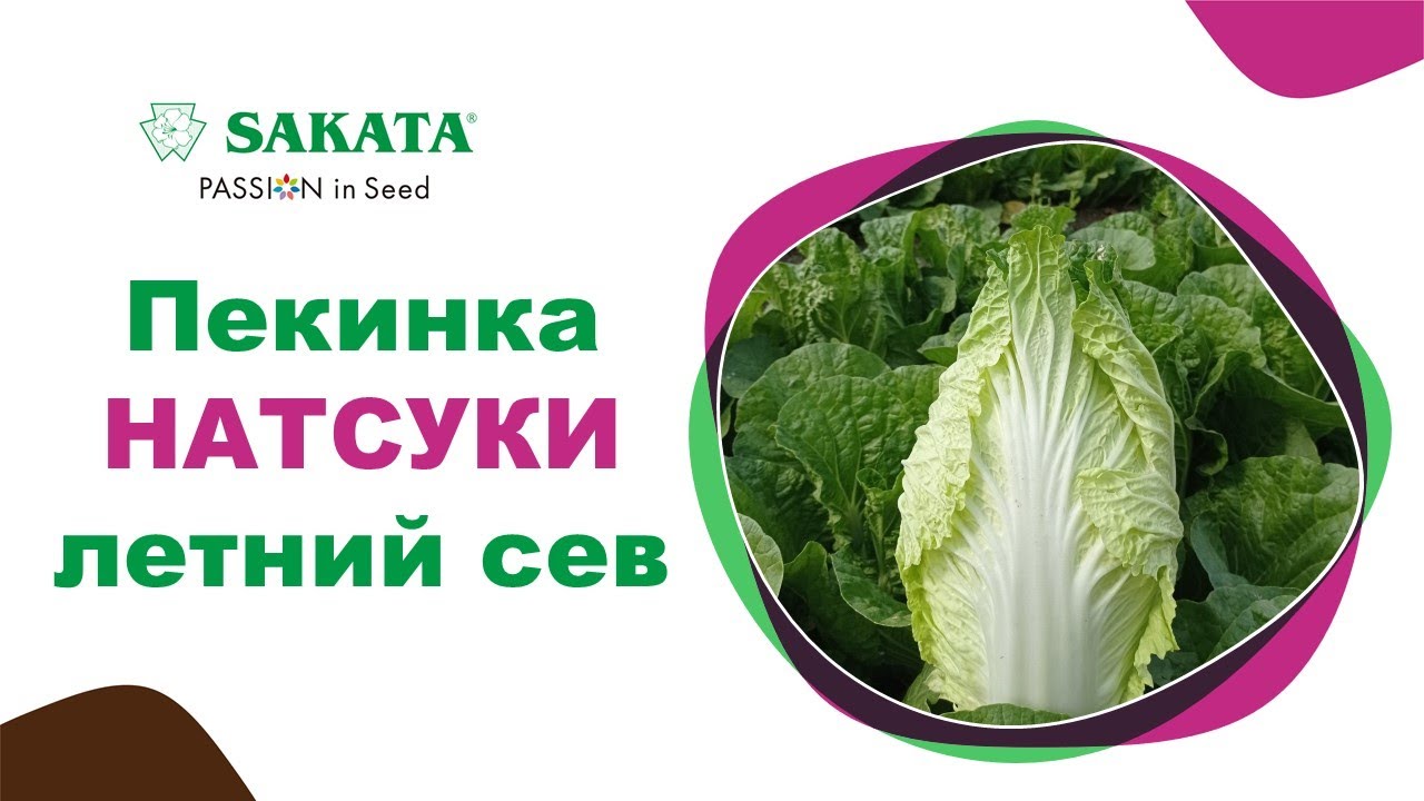 Пекинка НАТСУКИ F1 в летнем севе #семенапекинскойкапусты #лучшиесемена #пекинскаякапустанатсуки