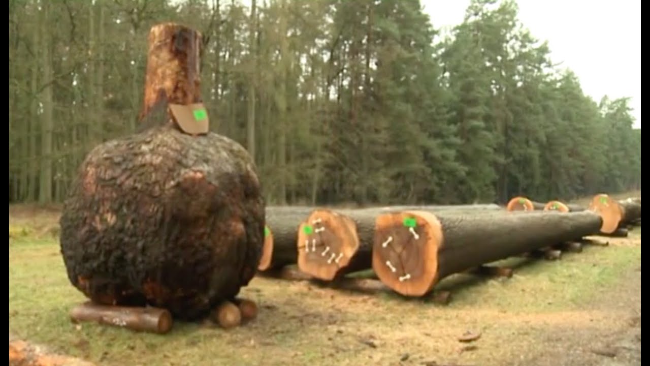 Holzauktion MV in Linstow
