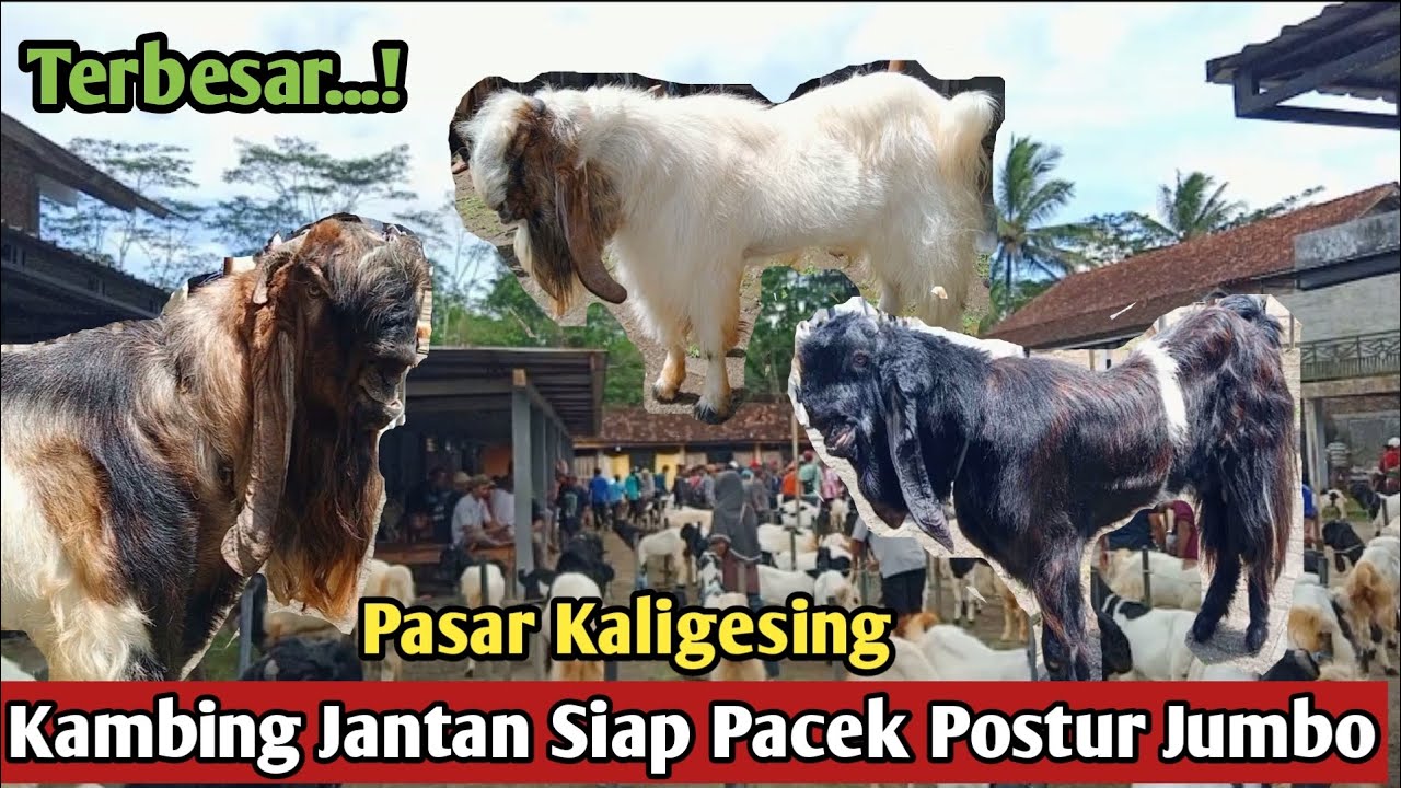 TERBESAR....!!JANTAN JUMBO HARGA NEGO#Hargakambing#kambingpe