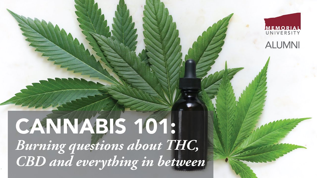 Cannabis 101: Burning Questions About THC, CBD and Everything in Between