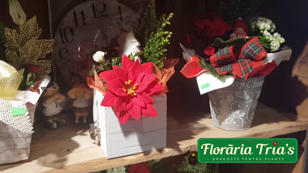 Floraria Trias - Calea Mosilor 145