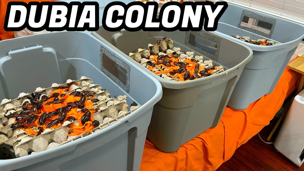 FEEDING MY HUGE DUBIA ROACH COLONY!!!