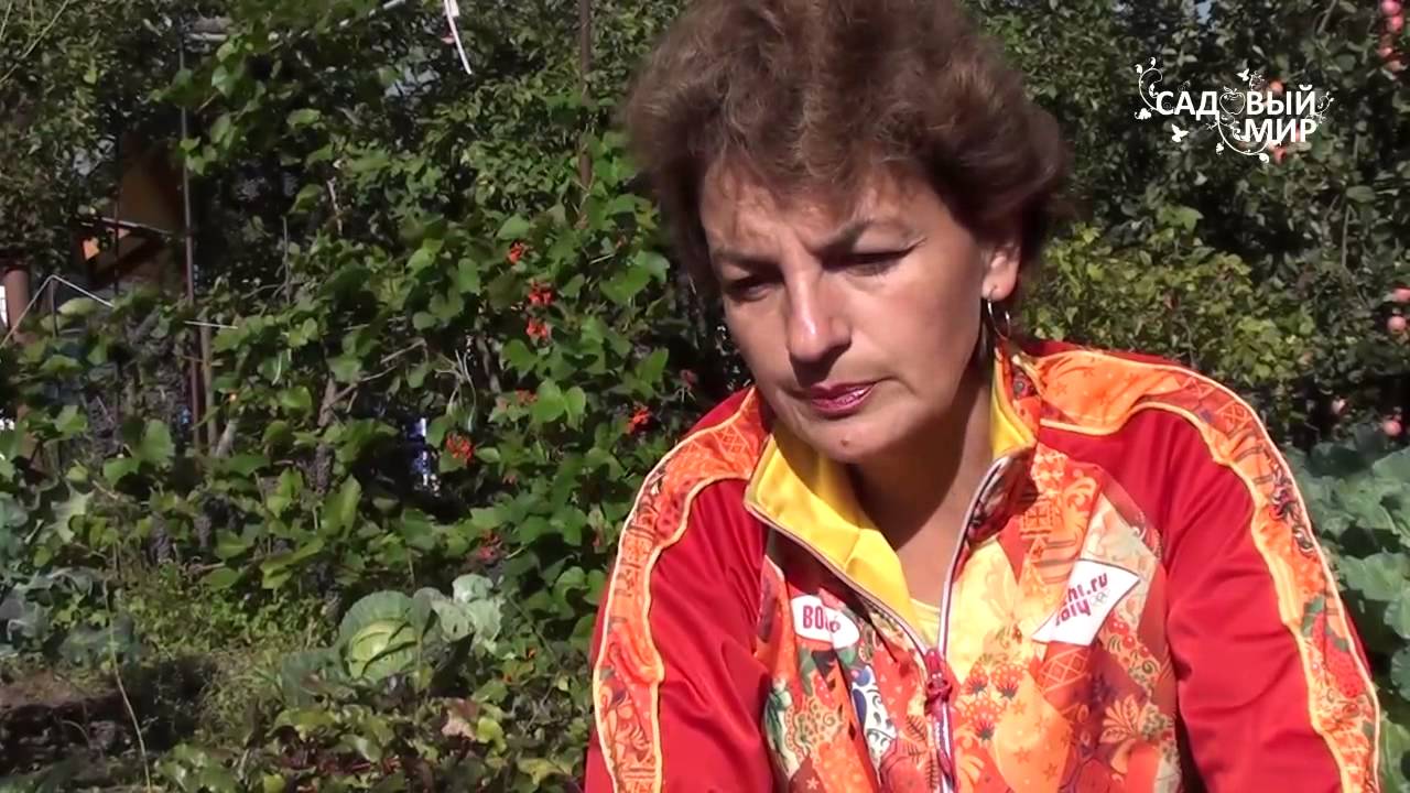Как вырастить крупную свеклу. Сайт 