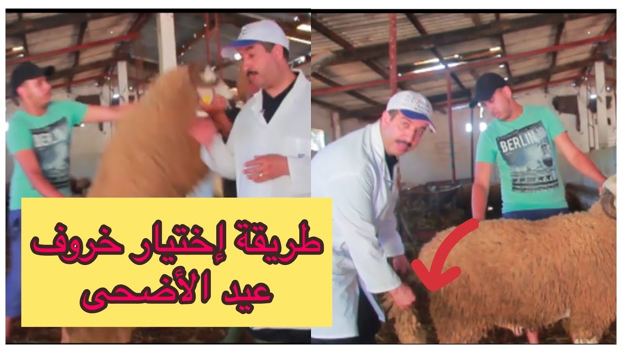 تعلمو مع الدكتور محمد أوحسين الطريقة المثلى لإختيار أضحية العيد لكي لا تقع في قبضة الكسابة