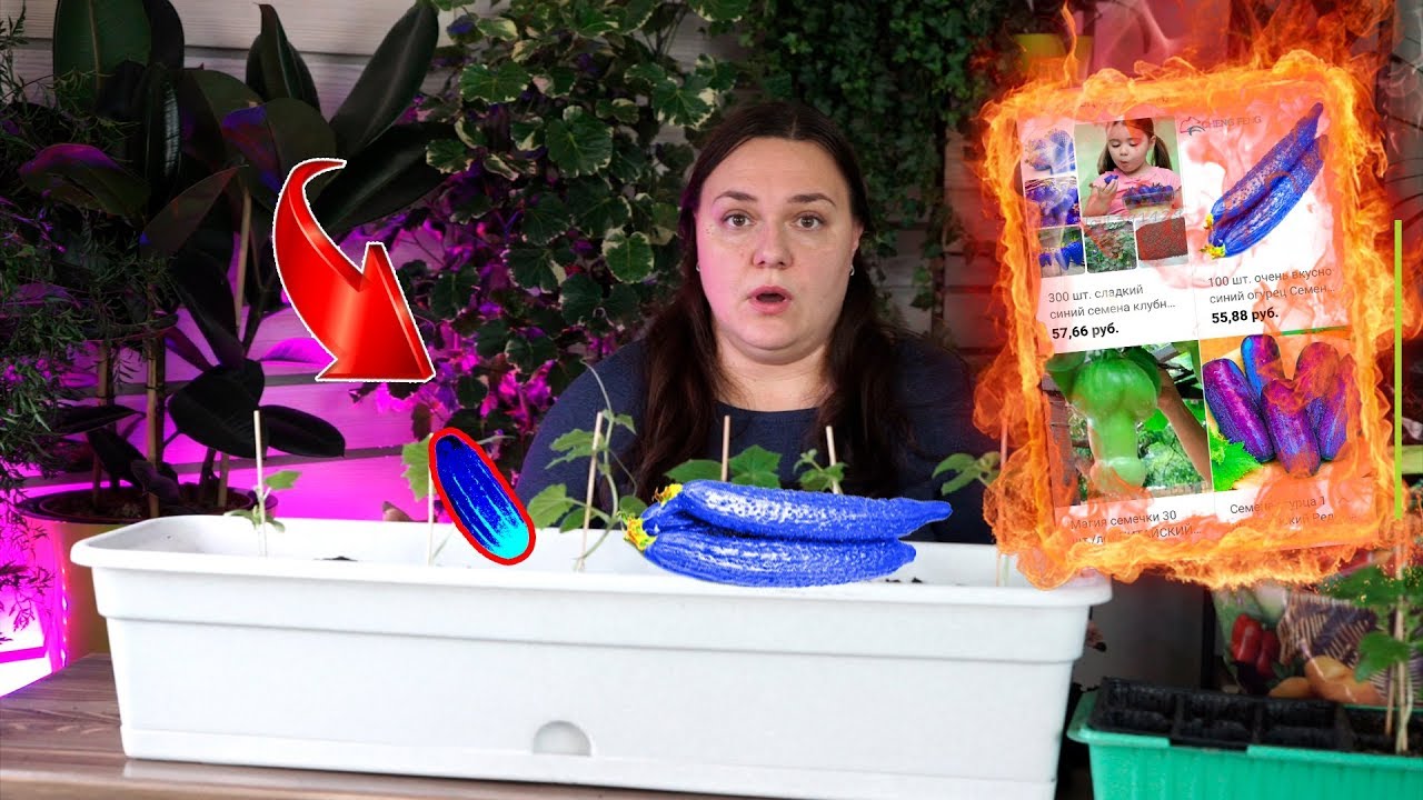 Шок!! Что выросло из Китайских Семян ✔️ Синие огурцы с AliExpress ✔️ Рассада Китайских семян