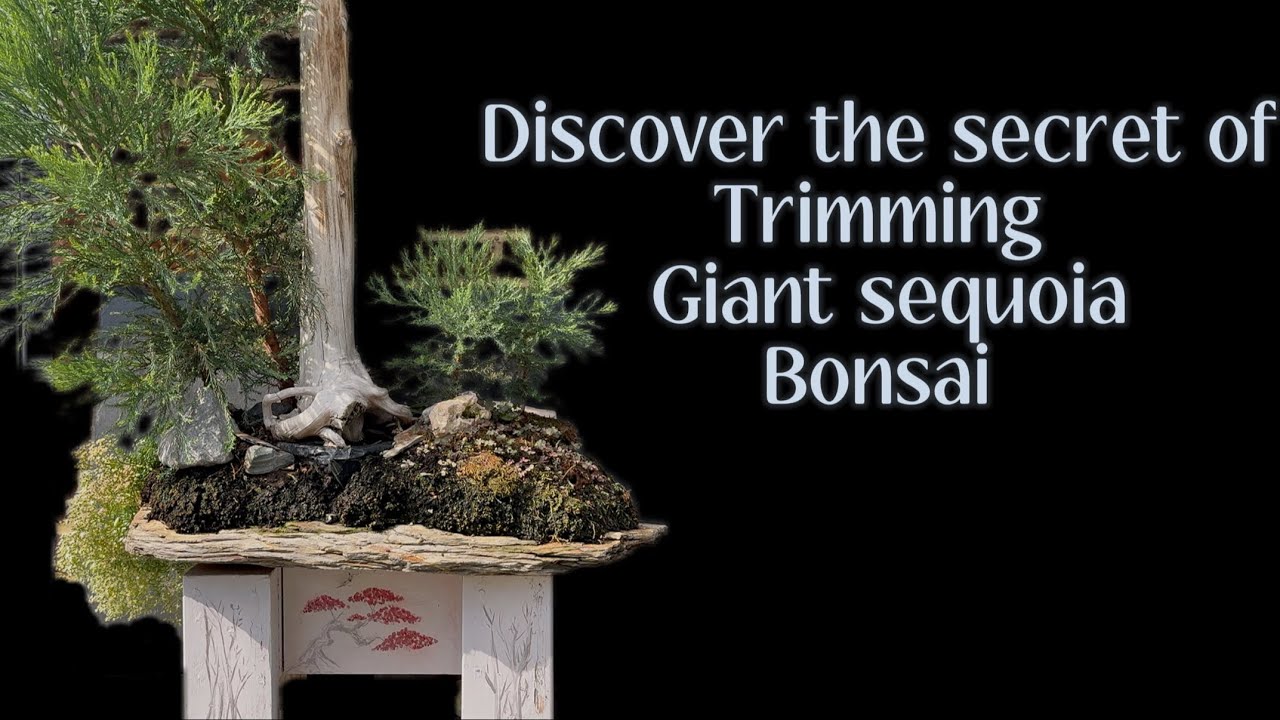 Giant sequoia bonsai, discover the secret to trimming giant sequoia bonsai