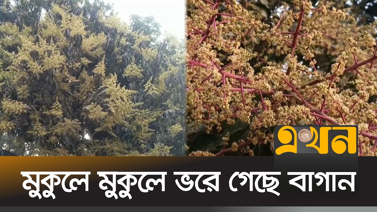 বাম্পার ফলনের আশা করছেন চাষিরা | Mango Farming | Meherpur | Ekhon TV