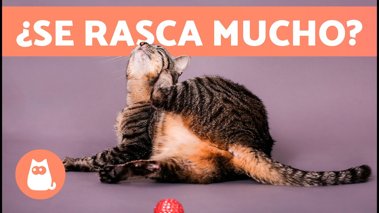 &iquest;Por qu&eacute; mi GATO se RASCA MUCHO? 🐱 (7 Causas y Soluciones)