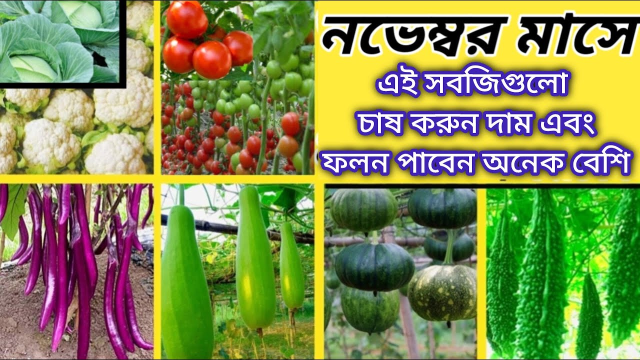 নভেম্বর মাসে কি কি সবজি চাষ করব এই সবজিগুলো চাষ করলে অনেক লাভবান হবেন