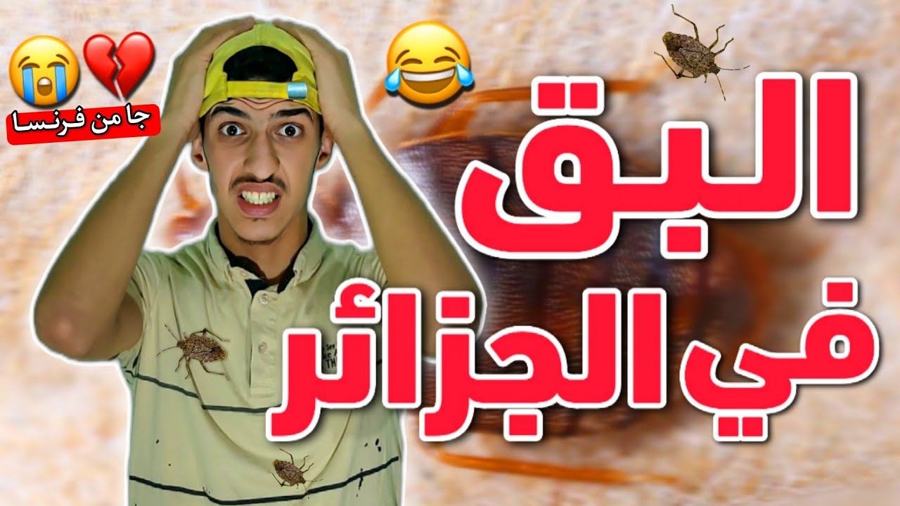وصول البق للجزائر 😱😂💔