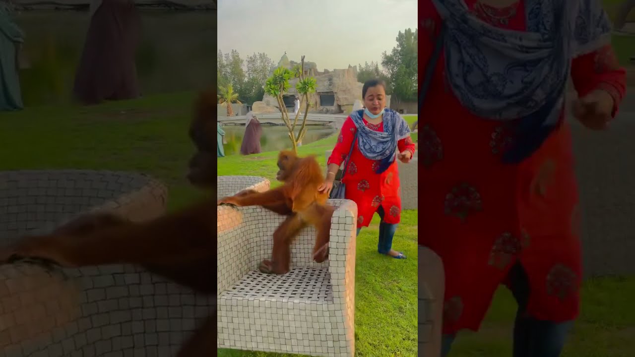 Public park human interaction with the monkey.