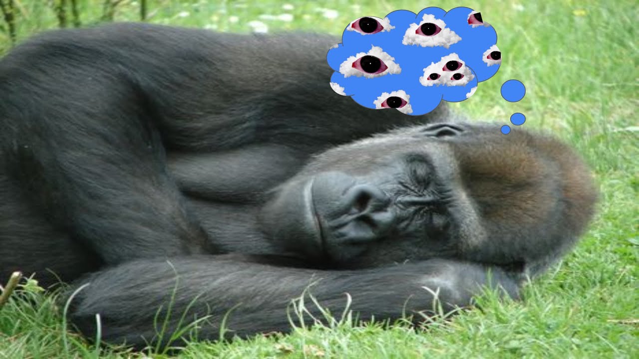 fearing gorilla dreamcore experience PT 2