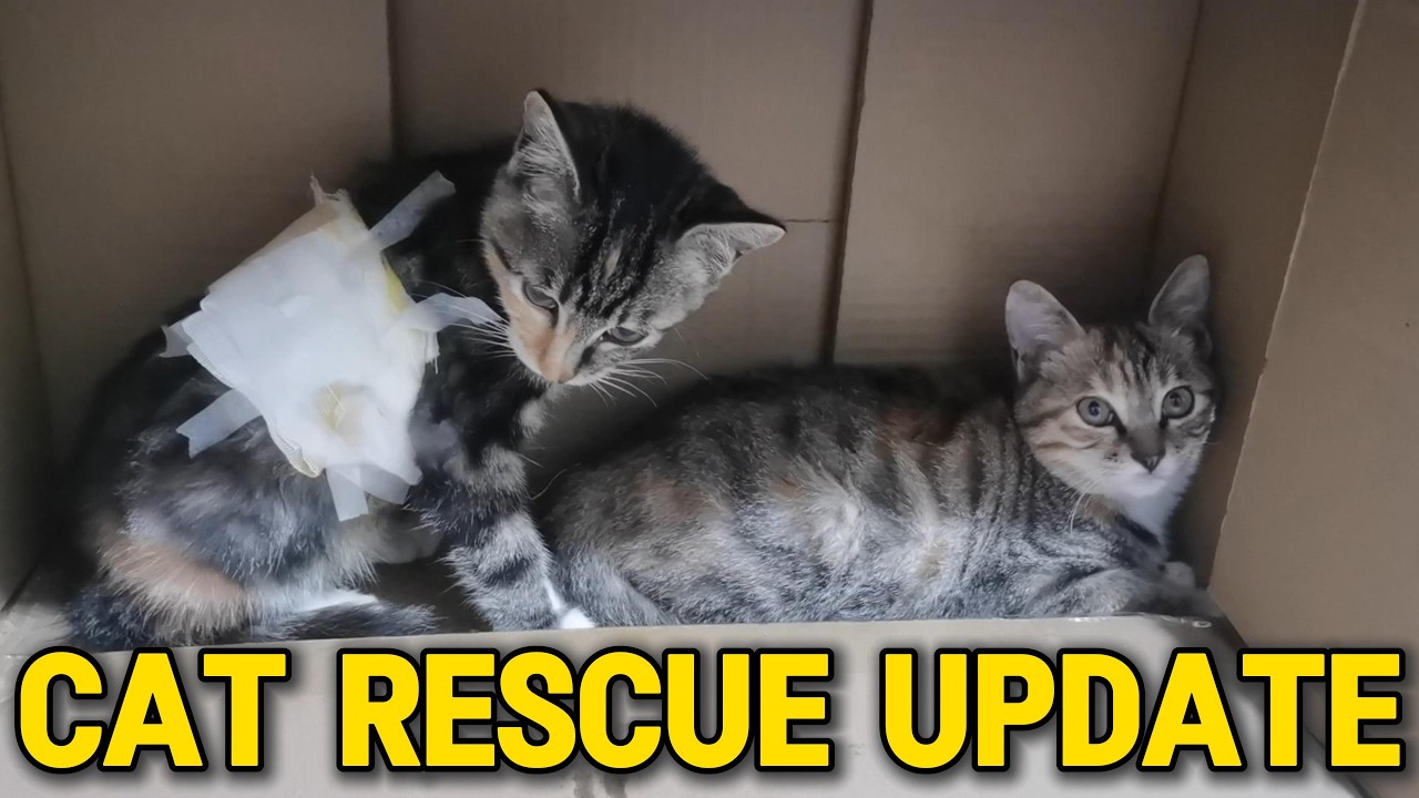 Life After Surgery: Caring for a Stray Cat with a Serious Open Wound