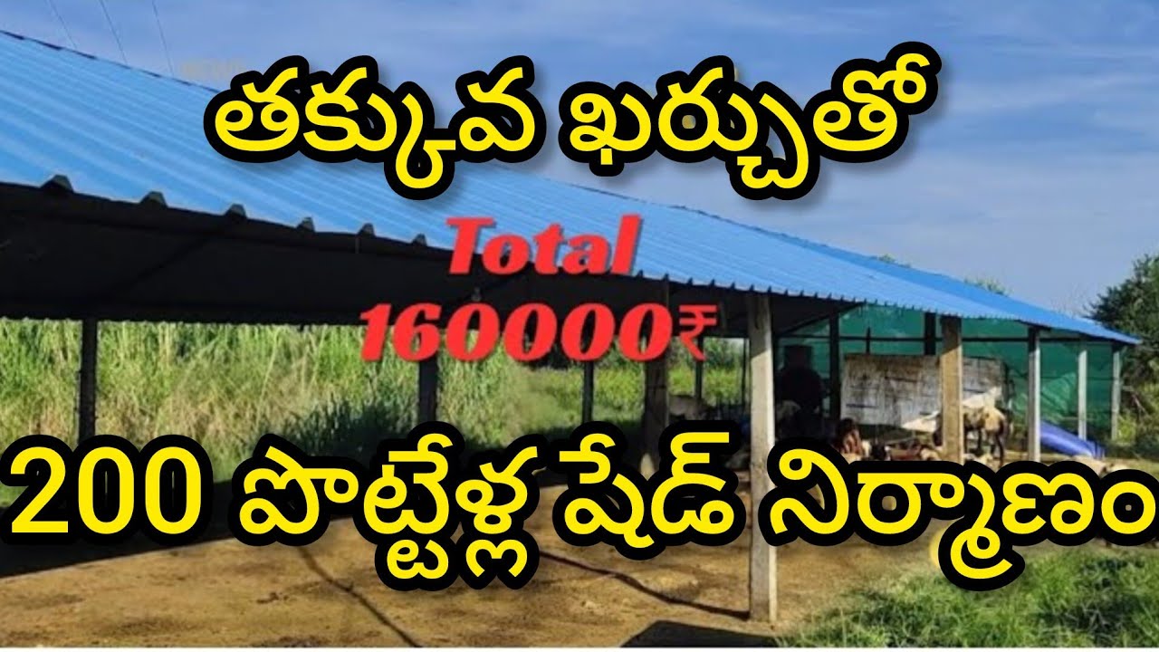 Low cost sheep(పొట్టేళ్ల) and goat  farm/ sheep shed/goat shed/ 1,60,000₹ లో