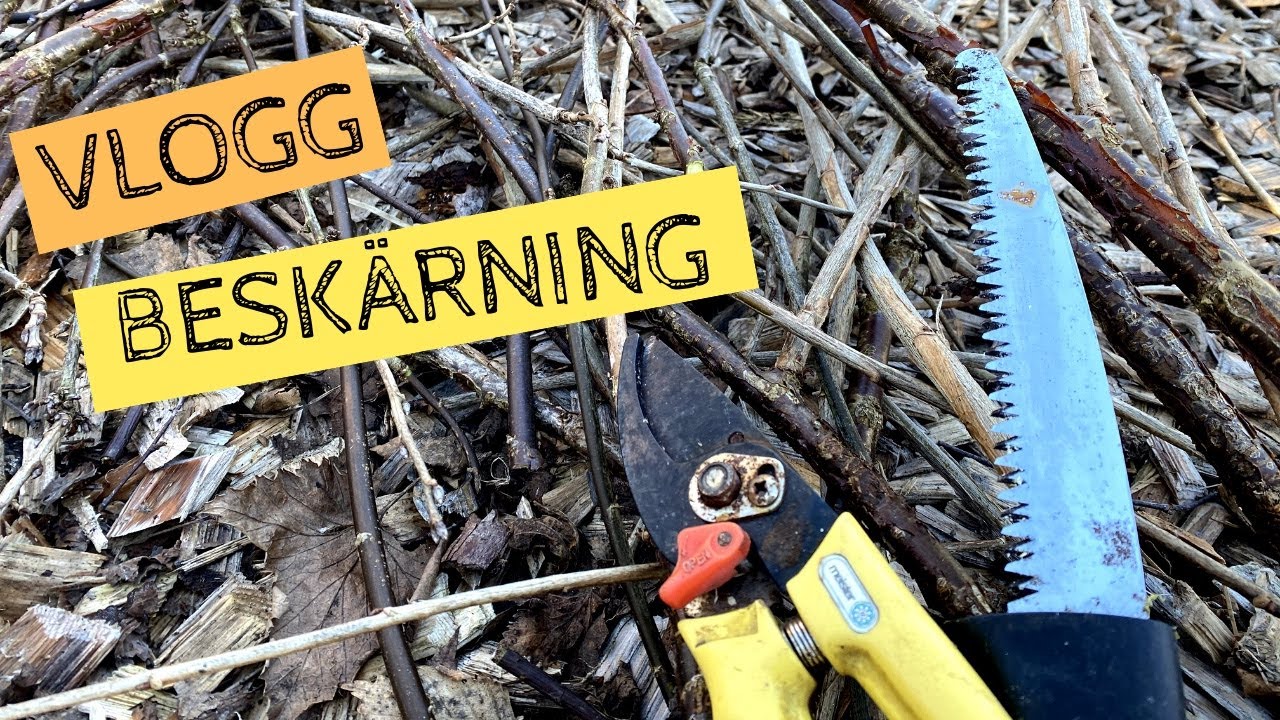 VLOGG - Vårvinter och beskärning av träd och buskar
