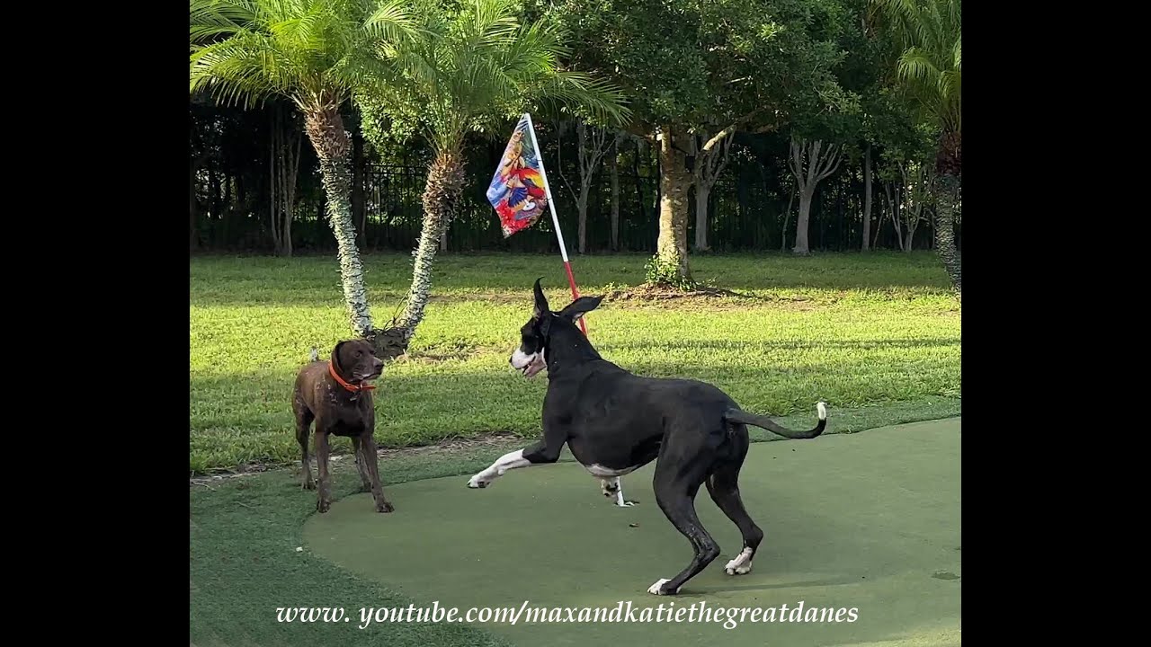 Funny Great Dane Wants Pointer Dog To Stop Running & Come Swimming