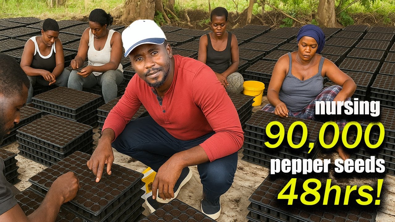 How We Nursed 90,000 Pepper Seeds BY HAND in 48 Hours! African Farm Miracle