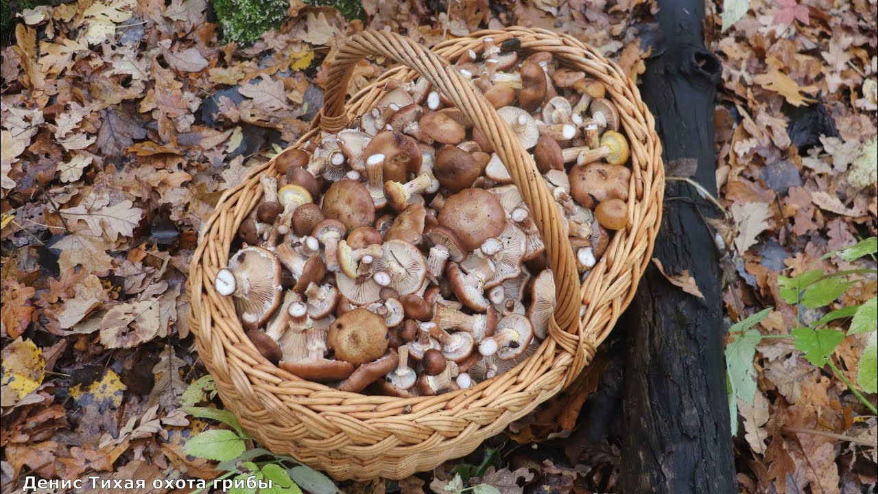 Осенний опёнок толстоногий | грибное ассорти в лесу