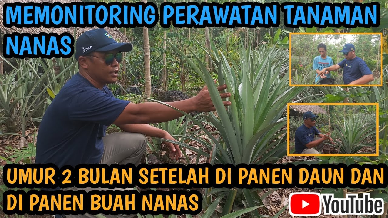 NANAS? PERAWATAN YANG BERUMUR 2 BULAN SETELAH DI PANEN DAUN DAN BUAH@filanbrigjen5296