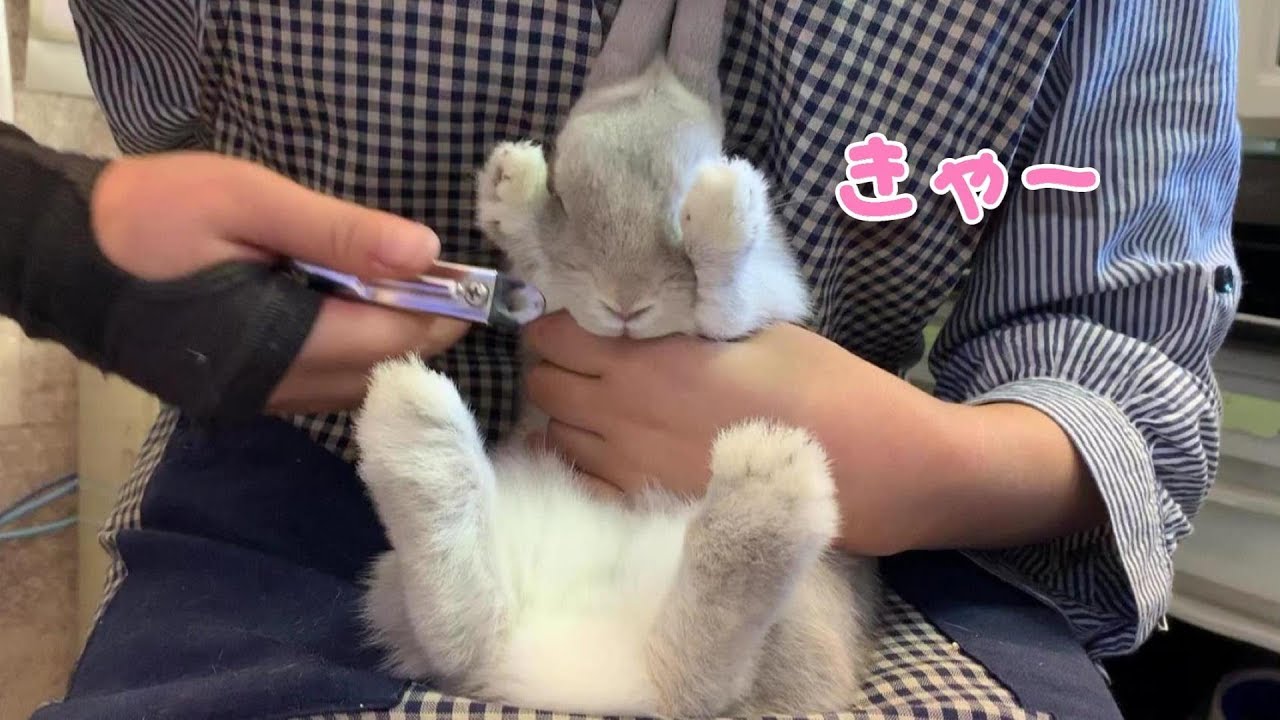 うさぎのHow to爪切り動画