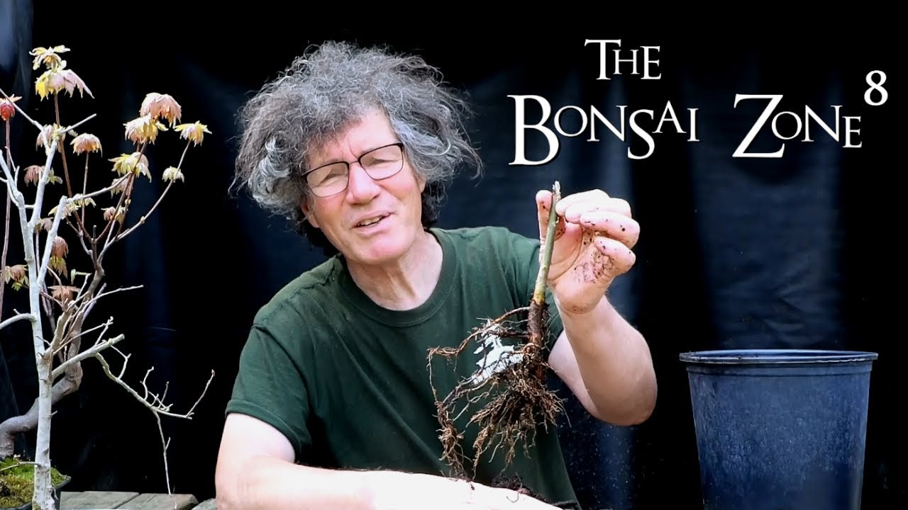 The First Steps of a Long Journey, Part 2, The Bonsai Zone, April 2021