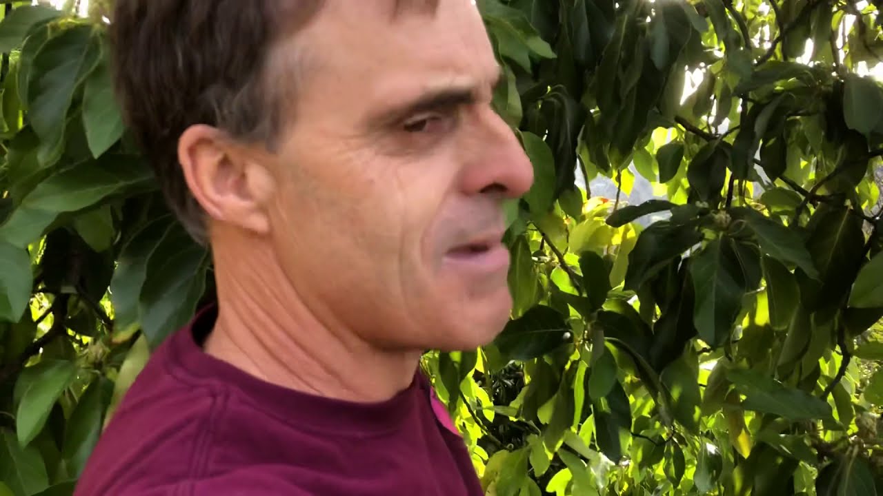 February 2020 Zutano & Jim Bacon Avocado Harvest for Diablo Foods
