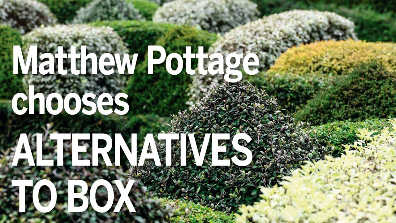 Alternatives to box | Matthew Pottage's choices from RHS Wisley
