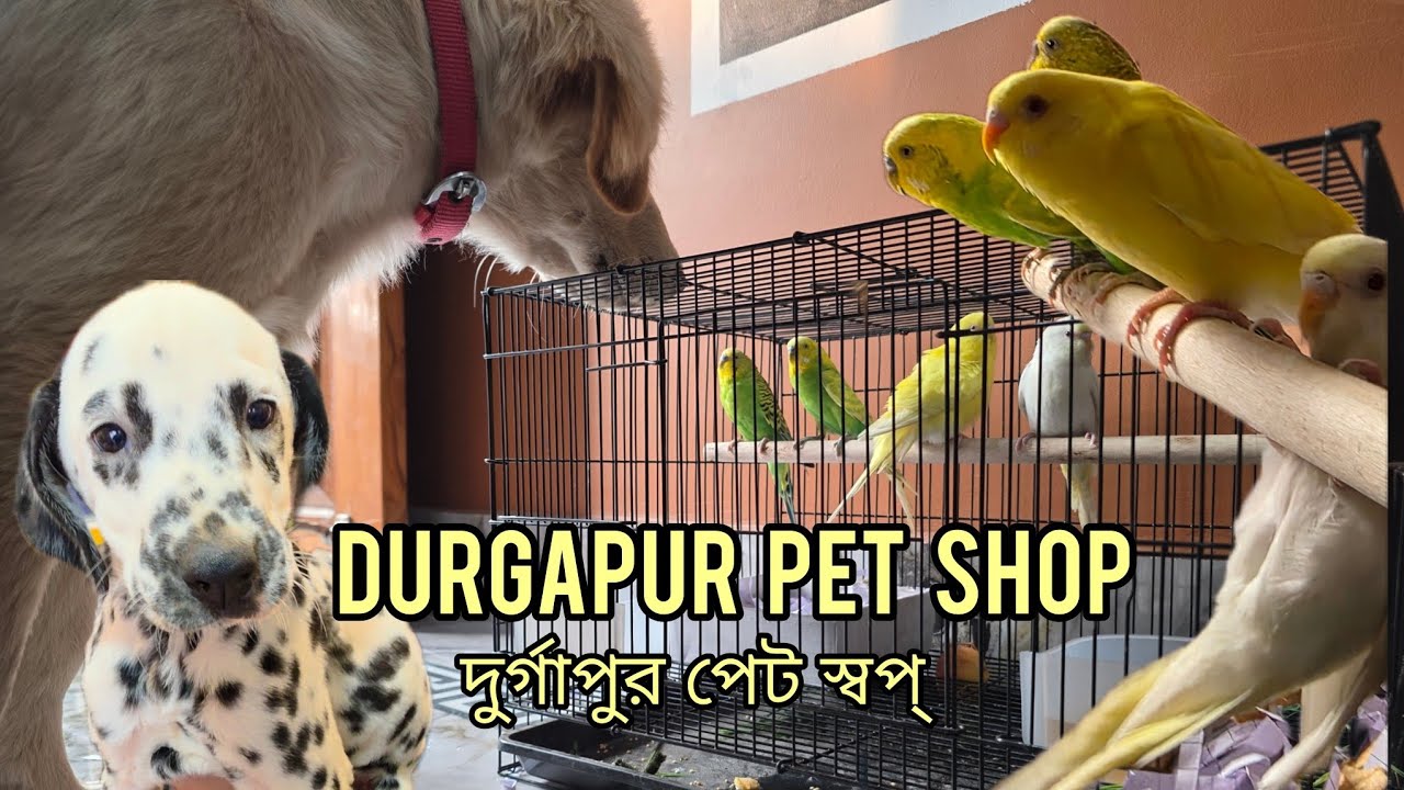 Farm এর জন্য নতুন পাখি নিয়ে এলাম। #petshop #pethouse
