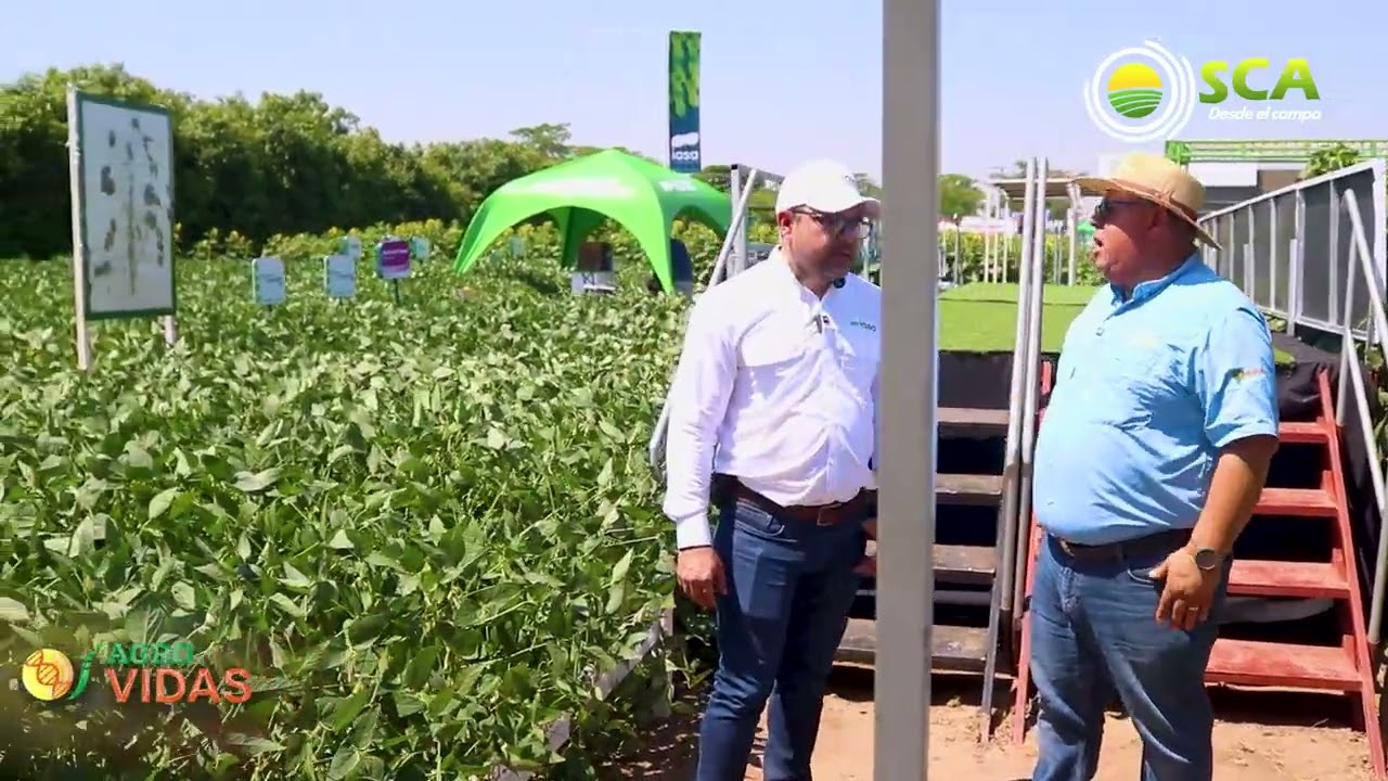 RECORRIENDO LA PARCELA DE IASA EN AGRO VIDAS 2025. EN VIVO