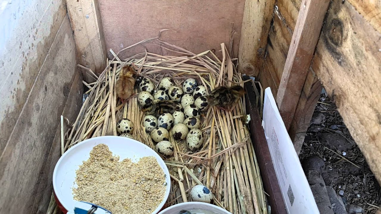 My Japanese Quail went broody and hatched her own chicks