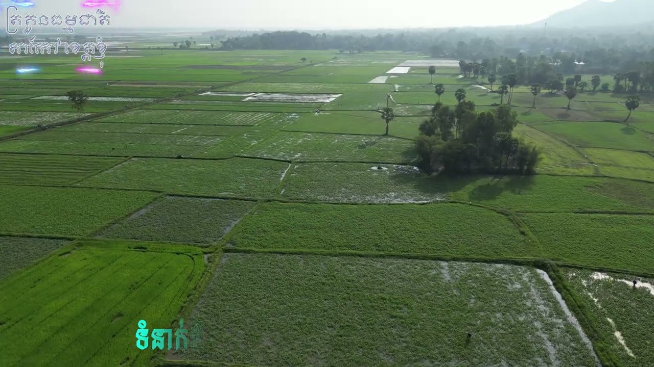 វាលស្រែត្រគួនធម្មជាតិ ស្រុកគិរីវង្ស ខេត្តតាកែវ