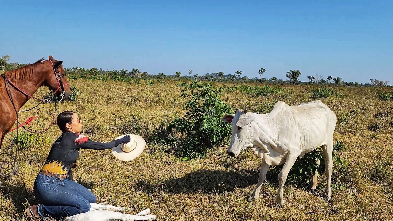 MUITOS BEZERROS NASCENDO NA NOSSA FAZENDA🙏! Vaca brava veio pra cima de mim.