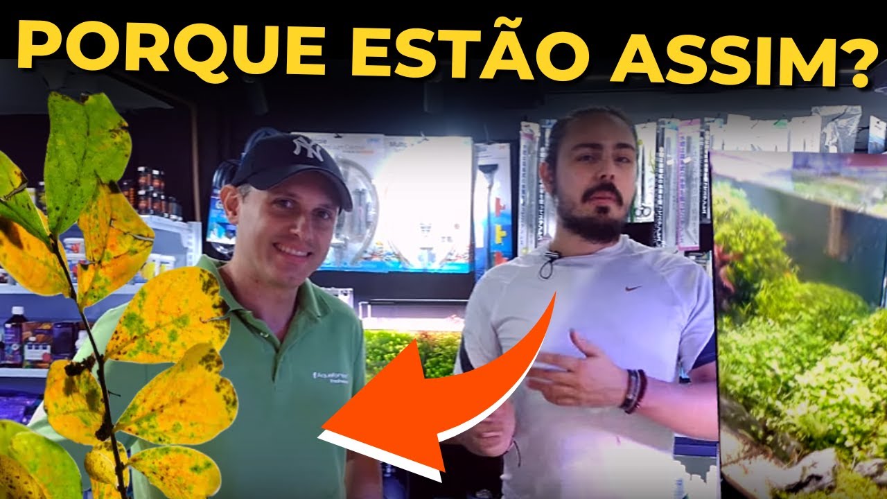 🔴PLANTAS AMARELADAS E COM FUROS. O QUE PODE SER? EM AQUÁRIO |Mr. Betta|