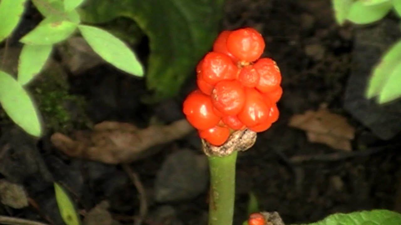 Poisonous Plants 1-2-1, Arum maculatum, lords & ladies, cuckoopint
