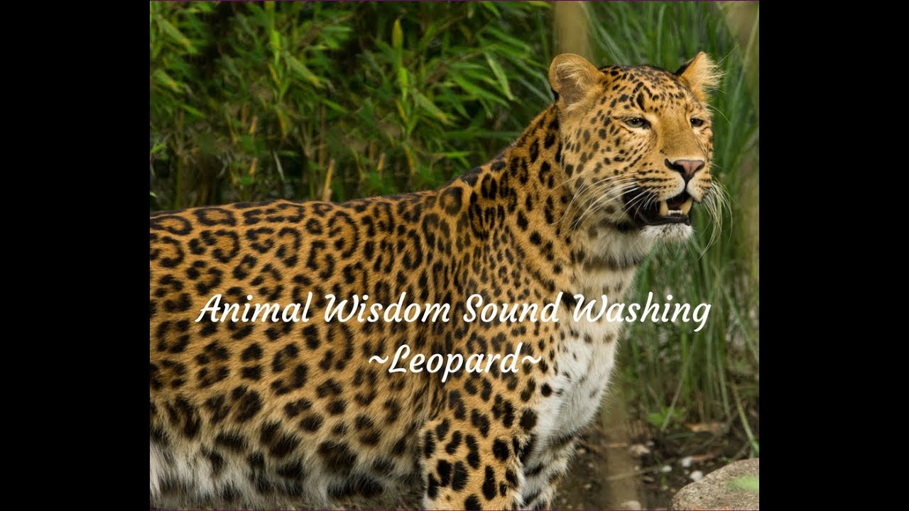 Animal Wisdom Sound Washing&reg; LEOPARD