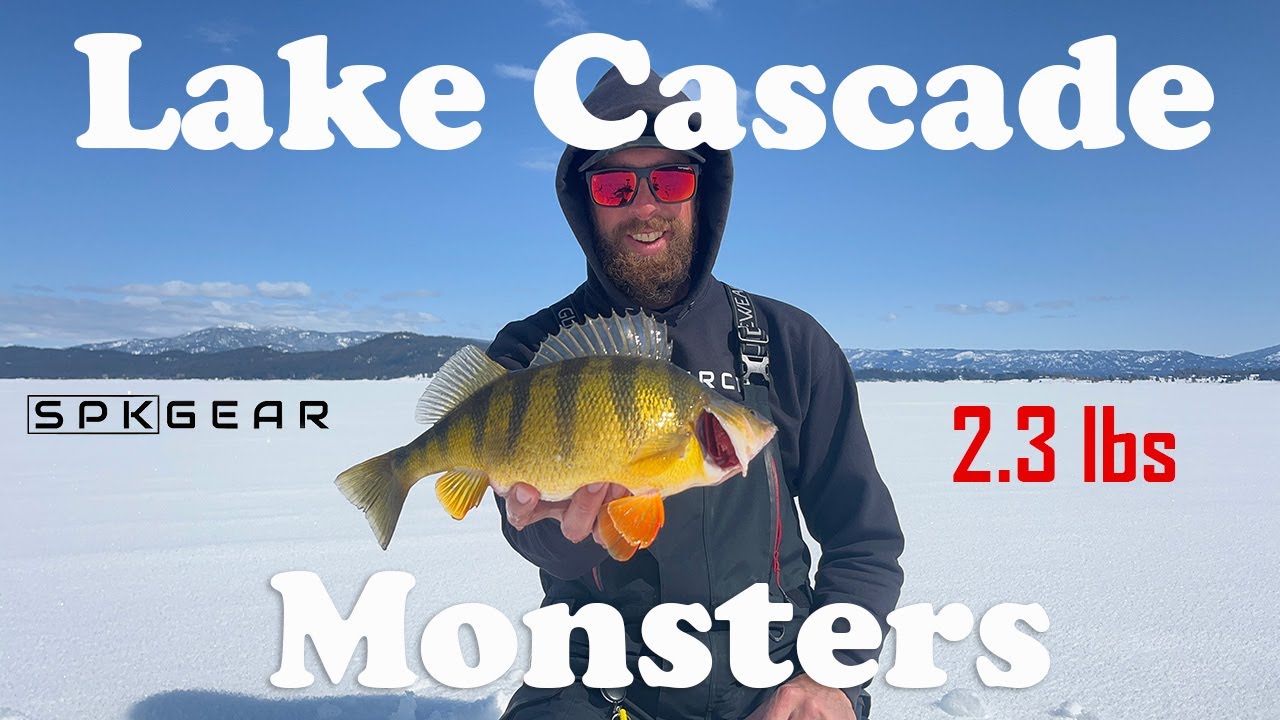 Lake Cascade Monsters - Ice Fishing for Giant Spring Perch #fishing