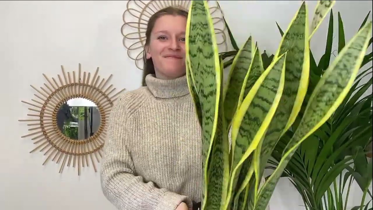 Plantes Disponible en pr&eacute;commande 🌿☀️