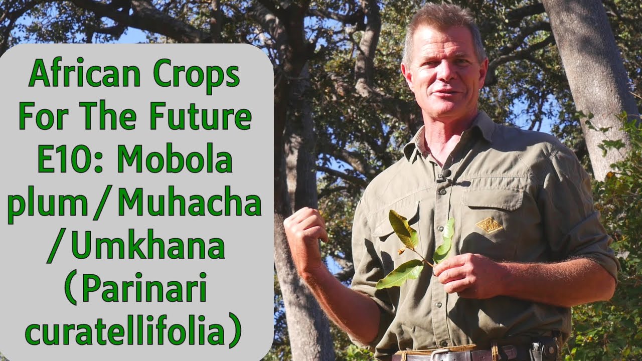 African Crops For The Future E10: Слива Мобола/Мухача/Умхуна (Parinari curatellifolia)