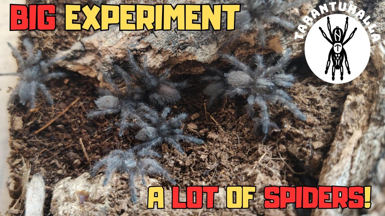The Big Balfouri Experiment