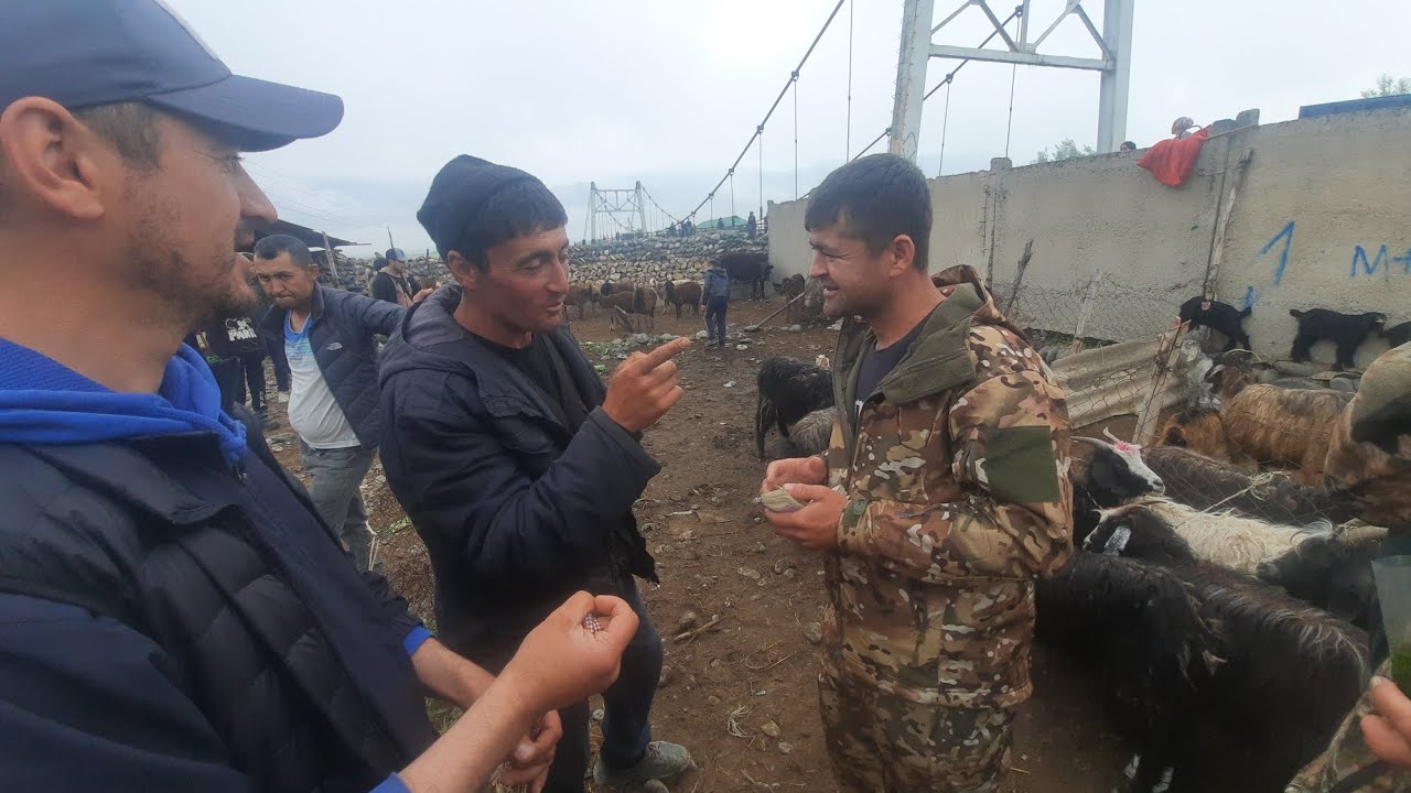 Молбозори Панчакент дупулла нарху навои молхо 10 05 2024.